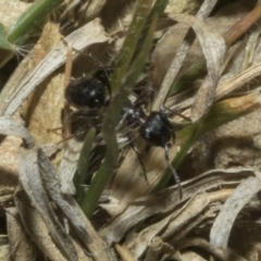 Notoncus ectatommoides at Merriangaah, NSW - 27 Sep 2023