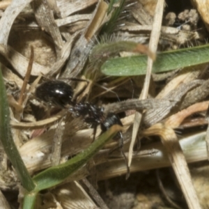 Notoncus ectatommoides at Merriangaah, NSW - 27 Sep 2023