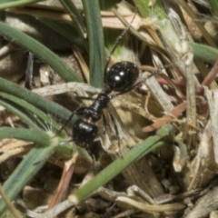 Notoncus ectatommoides at Merriangaah, NSW - 27 Sep 2023