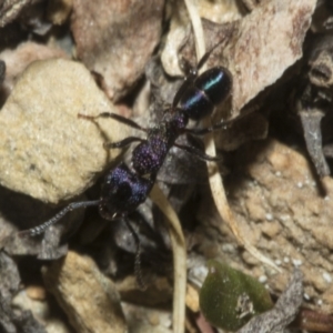 Rhytidoponera metallica at Merriangaah, NSW - 27 Sep 2023