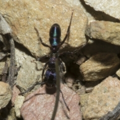 Rhytidoponera metallica at Merriangaah, NSW - 27 Sep 2023