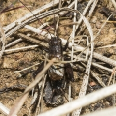 Bobilla sp. (genus) (A Small field cricket) at Meringo Nature Reserve - 27 Sep 2023 by AlisonMilton