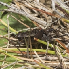 Bobilla sp. (genus) at Merriangaah, NSW - 27 Sep 2023 11:53 AM