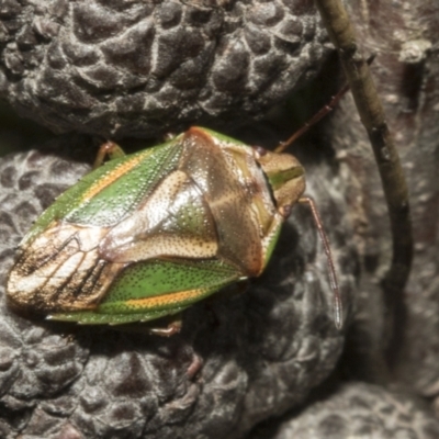 Diaphyta rosea (A stink bug) at Bombala, NSW - 27 Sep 2023 by AlisonMilton
