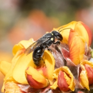 Hylaeus (Xenohylaeus) leptospermi at Bombala, NSW - 27 Sep 2023 01:42 PM