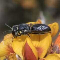 Hylaeus (Xenohylaeus) leptospermi at Bombala, NSW - 27 Sep 2023 01:42 PM