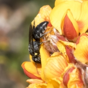 Hylaeus (Xenohylaeus) leptospermi at Bombala, NSW - 27 Sep 2023 01:42 PM