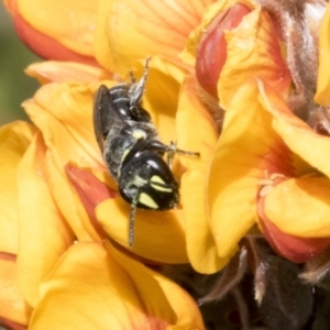 Hylaeus (Xenohylaeus) leptospermi at Bombala, NSW - 27 Sep 2023