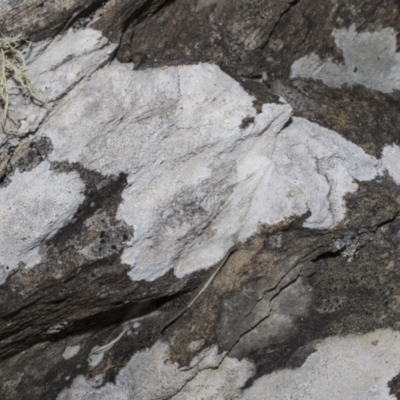 Lichen - crustose at Meringo Nature Reserve - 27 Sep 2023 by AlisonMilton