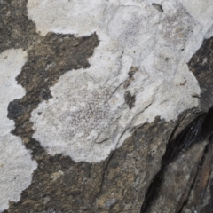 Lichen - crustose at Merriangaah, NSW - 27 Sep 2023