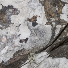 Lichen - crustose at Merriangaah, NSW - 27 Sep 2023