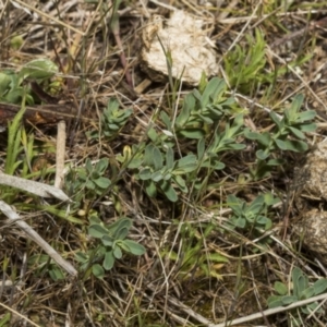 Hypericum perforatum at Merriangaah, NSW - 27 Sep 2023