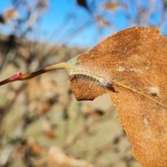 Uraba lugens (Gumleaf Skeletonizer) at Jerrabomberra, ACT - 29 Sep 2023 by Mike