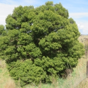 Acacia mearnsii at Belconnen, ACT - 27 Sep 2023