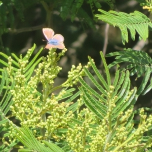 Acacia mearnsii at Belconnen, ACT - 27 Sep 2023