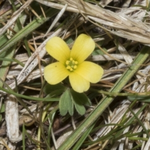 Oxalis sp. at Merriangaah, NSW - 27 Sep 2023