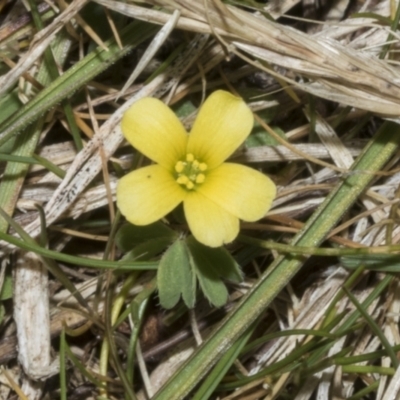 Oxalis sp. (Wood Sorrel) at Meringo Nature Reserve - 27 Sep 2023 by AlisonMilton