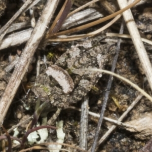 Tetrigidae (family) at Merriangaah, NSW - 27 Sep 2023