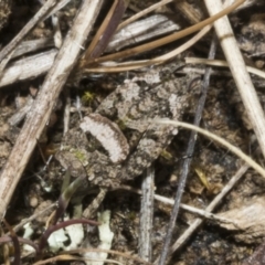 Tetrigidae (family) (Pygmy grasshopper) at Merriangaah, NSW - 27 Sep 2023 by AlisonMilton