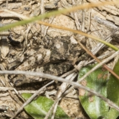 Tetrigidae (family) at Merriangaah, NSW - 27 Sep 2023