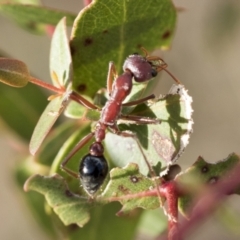 Myrmecia simillima (A Bull Ant) at Bobundara, NSW - 27 Sep 2023 by AlisonMilton