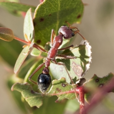 Myrmecia simillima (A Bull Ant) at Bobundara Nature Reserve - 27 Sep 2023 by AlisonMilton