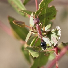 Myrmecia simillima at Bobundara, NSW - 27 Sep 2023