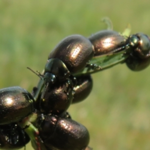 Chrysolina quadrigemina at Belconnen, ACT - 27 Sep 2023