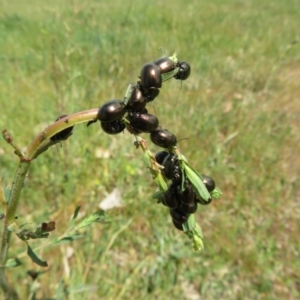 Chrysolina quadrigemina at Belconnen, ACT - 27 Sep 2023