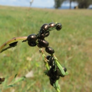 Chrysolina quadrigemina at Belconnen, ACT - 27 Sep 2023