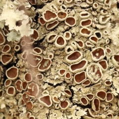 Flavoparmelia sp. (Flavoparmelia Lichen) at Acton, ACT - 27 Sep 2023 by ConBoekel