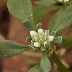 Poranthera microphylla (Small Poranthera) at Acton, ACT - 28 Sep 2023 by ConBoekel