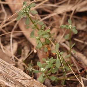 Poranthera microphylla at Acton, ACT - 28 Sep 2023 09:36 AM