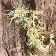 Usnea sp. (genus) (Bearded lichen) at Acton, ACT - 27 Sep 2023 by ConBoekel
