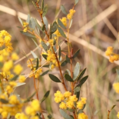 Acacia buxifolia subsp. buxifolia (Box-leaf Wattle) at Acton, ACT - 27 Sep 2023 by ConBoekel