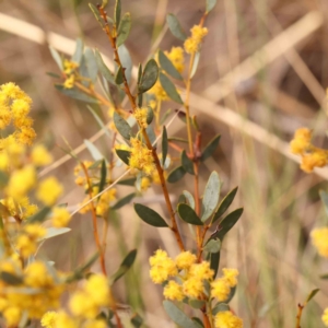 Acacia buxifolia subsp. buxifolia at Acton, ACT - 28 Sep 2023