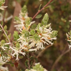 Brachyloma daphnoides (Daphne Heath) at Acton, ACT - 27 Sep 2023 by ConBoekel