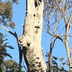 Platycercus eximius (Eastern Rosella) at Mount Ainslie - 29 Sep 2023 by Hejor1