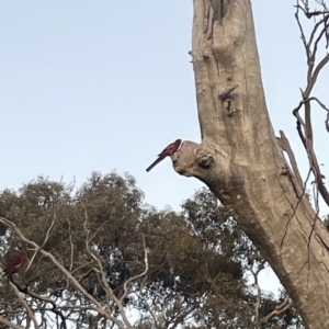 Platycercus elegans at Ainslie, ACT - 29 Sep 2023