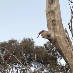 Platycercus elegans at Ainslie, ACT - 29 Sep 2023