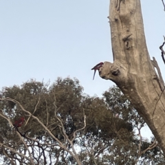 Platycercus elegans at Ainslie, ACT - 29 Sep 2023