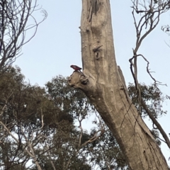 Platycercus elegans at Ainslie, ACT - 29 Sep 2023