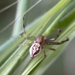 Australomimetus sp. (genus) (Unidentified Pirate spider) at Ainslie, ACT - 29 Sep 2023 by Hejor1