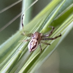 Australomisidia sp. (genus) at Ainslie, ACT - 29 Sep 2023 05:44 PM