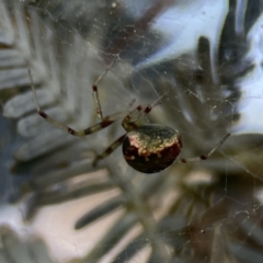 Theridiidae (family) at Mount Ainslie - 29 Sep 2023 by Hejor1