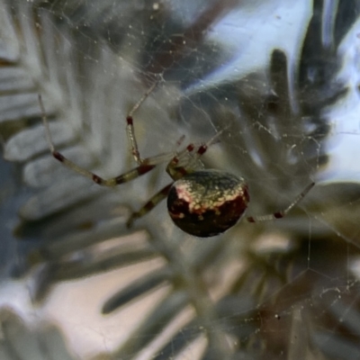 Theridiidae (family) at Ainslie, ACT - 29 Sep 2023 by Hejor1