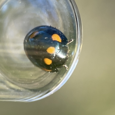 Orcus australasiae (Orange-spotted Ladybird) at Mount Ainslie - 29 Sep 2023 by Hejor1