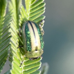 Calomela vittata (Acacia leaf beetle) at Ainslie, ACT - 29 Sep 2023 by Hejor1