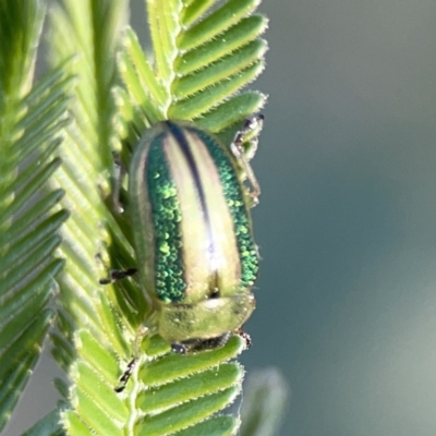Calomela juncta (Leaf beetle) at Ainslie, ACT - 29 Sep 2023 by Hejor1