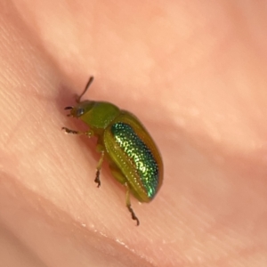 Calomela parilis at Ainslie, ACT - 29 Sep 2023 05:16 PM